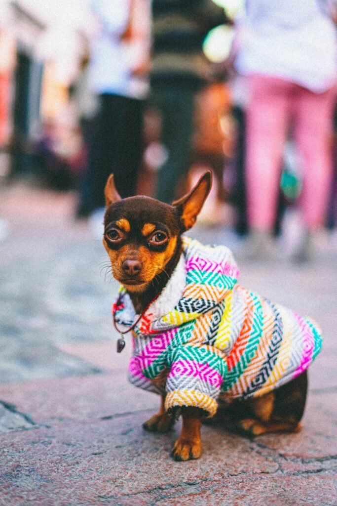 Perro pequeño con un abrigo tejido mexicano, mirando a la cámara